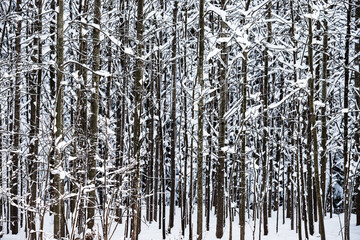 Birch trees covered with snow.