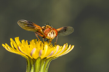 Fly on yellow flower