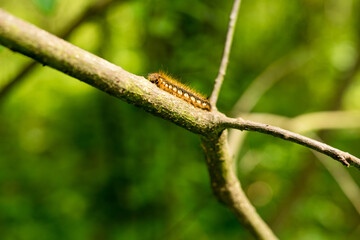 Gąsienica na gałęzi