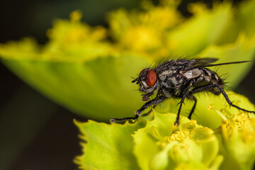 Gray fly Sarcophaga carnaria on flowers.