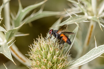 Orange fly on a thistle