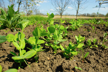 A pea sprout that grows in the garden. 