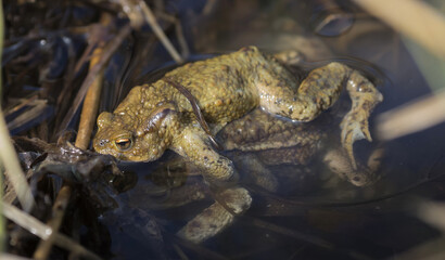 Erdkröten bei der Paarung.