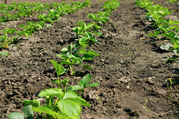 The strawberries are planted in a row. 