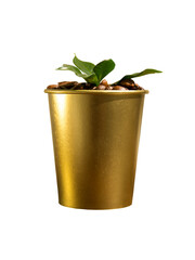 Gilded cup with young green coffee leaves in coffee beans isolated. Image cut and placed on white background