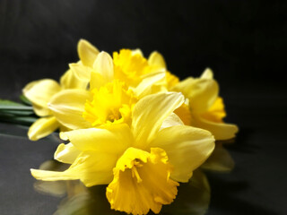 Naklejka na ściany i meble yellow daffodil on dark background