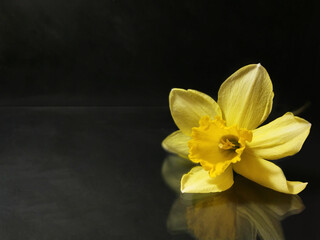 Obraz na płótnie Canvas yellow flower on dark background