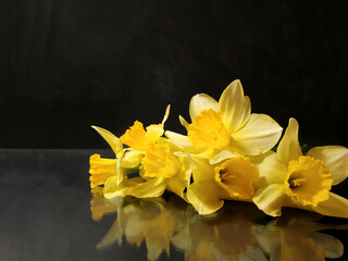 yellow flowers-daffodil on dark background