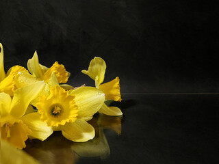 yellow flowers-narcissus on dark background