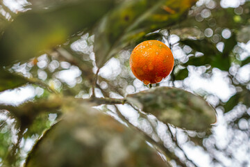 Close Up Mandarin hanging on orange fruit tree fresh water drop amazon rainforest