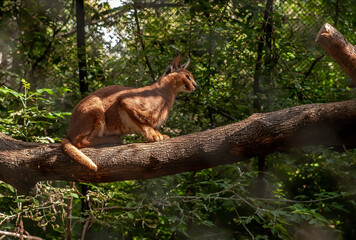 Naklejka na ściany i meble puma sitting on a tree trunk in the zoo in summer