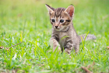 Naklejka na ściany i meble Cute kitten walking in park. Favorite sweet pets.