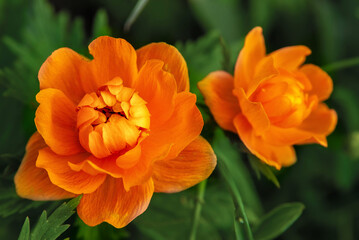 Wild plant. (Tróllius) - troll flower. Bright orange spring flowers on a background of fresh emerald grass. Beautifully blurred bokeh. unusual orange buds.  flowers in summer in the garden