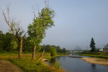 natural village landscape on a summer morning. green grass and trees in the fog next to the river
