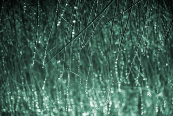 wild plant of green emerald color. marsh sedge grass, smooth background beautiful blurred bokeh, abstract background of green thin grass in dew drops