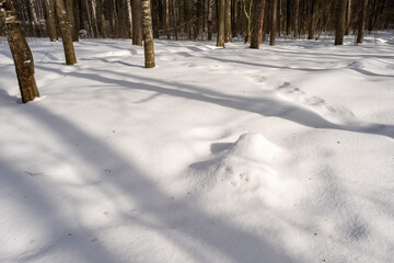 Fototapeta na wymiar Long shadows from trees on white snow on a sunny spring day.