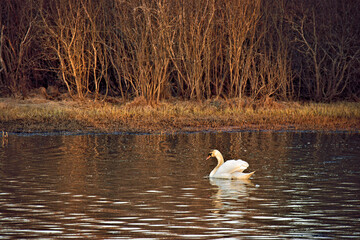 Swimming swan on lake