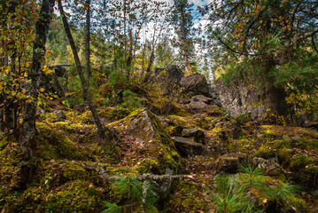 wildlife, large stones in the forest overgrown with moss, autumn view