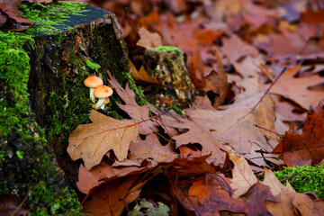 Grzyby w lesie jesienią 