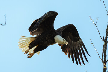 Bald Eagle Flying