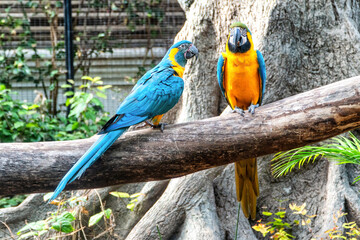 A pair of colorful parrots are resting on a branch.