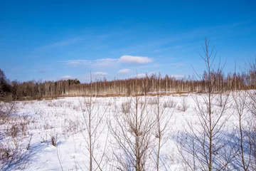 Papier Peint photo autocollant Bouleau Un bosquet de bouleaux par une journée d& 39 hiver ensoleillée avec un ciel bleu et de légers nuages.