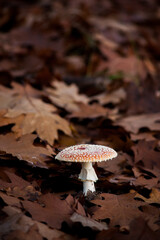 Muchomor wśród liści © Marcin