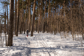 A woman with Scandinavian sticks walks along a snowy path in a spring pine forest.