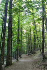 Bosque de castaños en el Castañar El Tiemblo. Ávila (España)