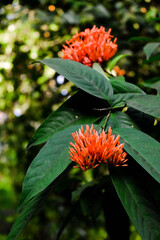 West indian jasmine flower with green leaves