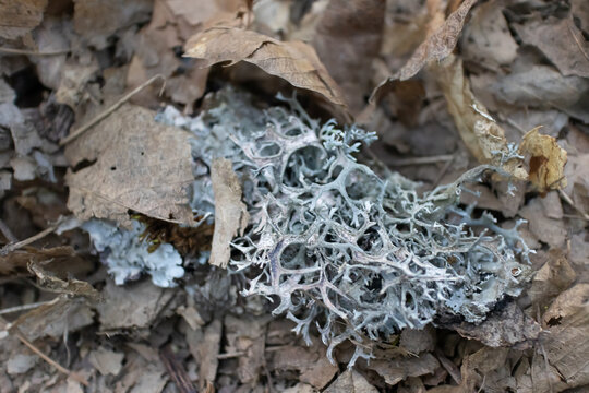 Detalle de la estructura de l&iacute;quenes islandeses (Cladonia rangiferina) en el bosque de casta&ntilde;os. Foto org&aacute;nica abstracta.