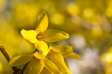 yellow forsythia flowers closeup selective focus