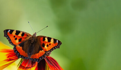 red butterfly on a green background place copy space