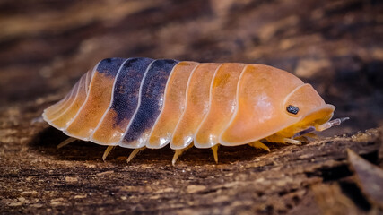 Isopod - Cubaris amber ducky, On the bark in the deep forest, macro shot isopods.