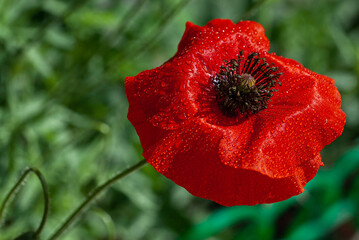 red poppy in drops, poppy flower on a green background