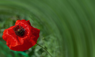 red poppy in drops, poppy flower on a green background, copy space
