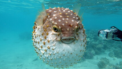 Fish hedgehog. Yellow-spotted cyclicht - grows up to 34 cm, feeds on crustaceans and molluscs. In...