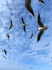 Cute seagull flying by the Baltic Sea Kaliningrad region