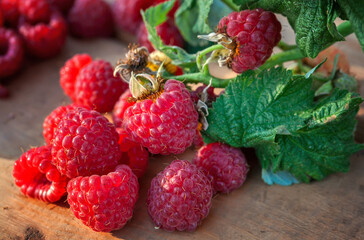 Ripe raspberry branch in the garden. Red sweet berries grow on a raspberry bush in an orchard. berries lie on a wooden background