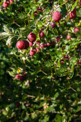 Obraz premium Fresh gooseberries on a branch of gooseberry bush with sunlight. Gooseberry in the fruit garden.