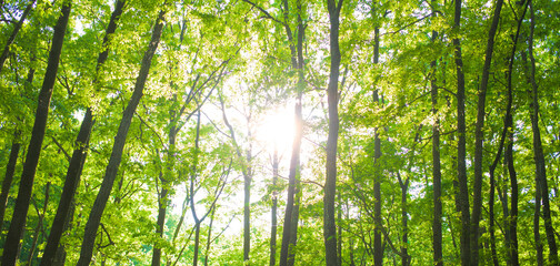 Fototapeta na wymiar forest sunlight