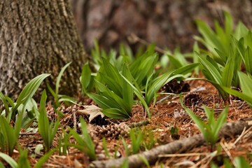 Allium ursinum, known as wild garlic, ramsons, buckrams, broad-leaved garlic, wood garlic, bear leek or bear's garlic.	