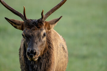 Face Of Young Bull Elk On Left of Frame
