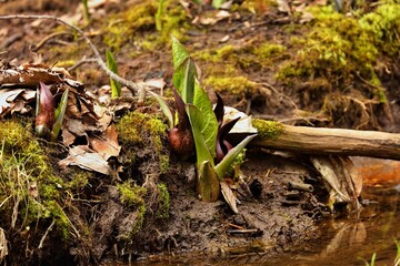Eastern skunk cabbage is a low growing plant that grows in wetlands and moist hill slopes of eastern North America. Bruised leaves present a fragrance reminiscent of skunk.	