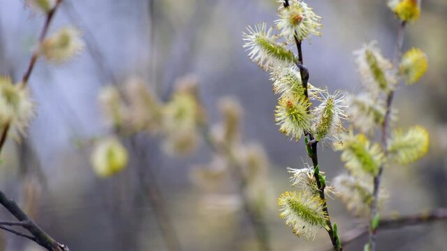 Spring blossoming Salix caprea branches with golden catkins. Pussy willow trees or goat willow in spring sunny day. Nature in springtime,  Easter