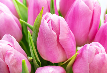Bouquet of pink tulips. Close up. Natural background.