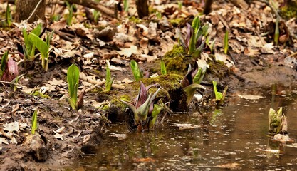 Eastern skunk cabbage is a low growing plant that grows in wetlands and moist hill slopes of eastern North America. Bruised leaves present a fragrance reminiscent of skunk.	