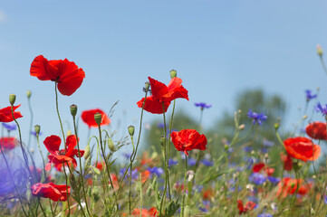 Obraz premium poppy field with sky