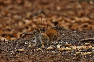 American red smallest squirrel. Wisconsin State Park.