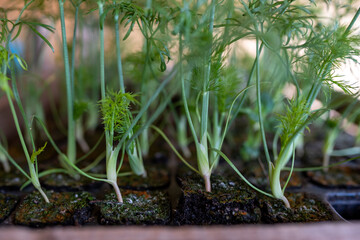 Junger Fenchel als Jungpflanzen in Reihe.